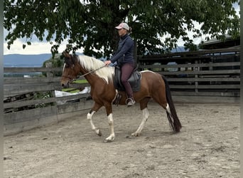 Mangalarga Marchador, Klacz, 5 lat, 152 cm, Srokata