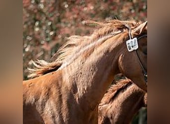Mangalarga Marchador, Klacz, 6 lat, 149 cm, Cisawa