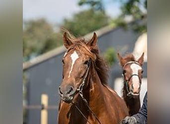 Mangalarga Marchador, Klacz, 6 lat, 149 cm, Cisawa