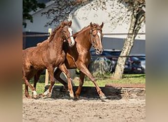 Mangalarga Marchador, Klacz, 6 lat, 149 cm, Cisawa