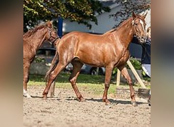 Mangalarga Marchador, Klacz, 6 lat, 149 cm, Cisawa