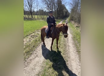 Mangalarga Marchador, Klacz, 6 lat, 149 cm, Cisawa