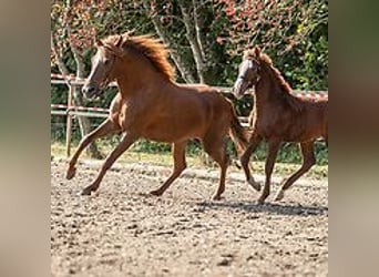 Mangalarga Marchador, Klacz, 6 lat, 149 cm, Cisawa