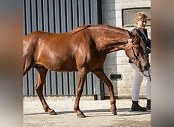 Mangalarga Marchador, Klacz, 6 lat, 149 cm, Cisawa