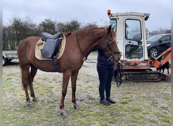 Mangalarga Marchador, Klacz, 6 lat, 149 cm, Cisawa