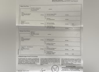 Mangalarga Marchador, Klacz, 7 lat, 149 cm, Siwa w hreczce