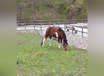 Mangalarga Marchador, Klacz, 8 lat, 140 cm, Srokata