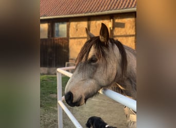 Mangalarga Marchador, Klacz, 8 lat, 152 cm, Jelenia