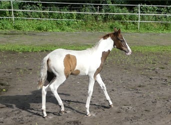 Mangalarga Marchador, Klacz, Źrebak (04/2023), 152 cm, Srokata