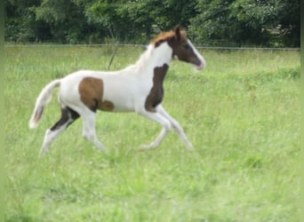 Mangalarga Marchador, Klacz, Źrebak (04/2023), 152 cm, Srokata