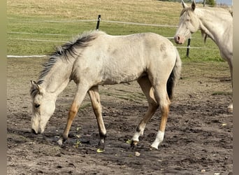 Mangalarga Marchador, Klacz, Źrebak (04/2025), 153 cm, Jelenia