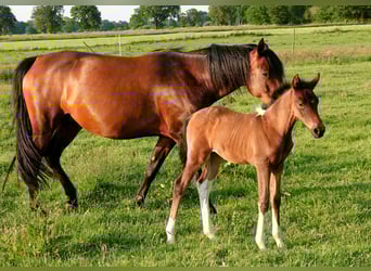 Mangalarga Marchador, Klacz, Źrebak (05/2023), 155 cm, Gniada