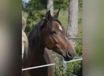 Mangalarga Marchador, Mare, 10 years, 14,3 hh, Brown