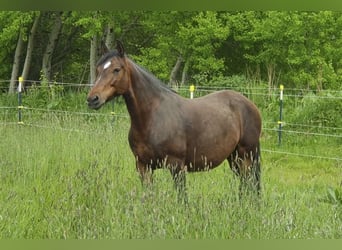 Mangalarga Marchador, Mare, 10 years, 14.3 hh, Brown