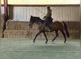 Mangalarga Marchador, Mare, 11 years, 15 hh, Brown