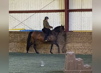 Mangalarga Marchador, Mare, 11 years, 15 hh, Brown