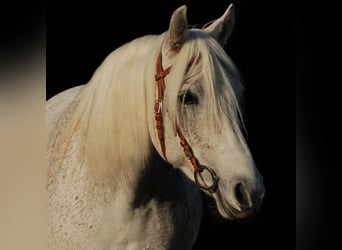 Mangalarga Marchador, Mare, 14 years, 14.2 hh, Grey-Fleabitten