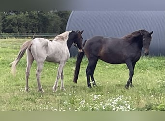 Mangalarga Marchador, Mare, 16 years, 14,3 hh