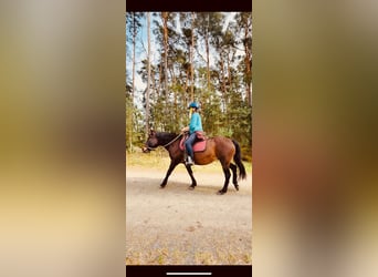 Mangalarga Marchador, Mare, 17 years, 14.1 hh, Dun