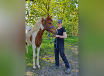 Mangalarga Marchador, Mare, 1 year, 14.2 hh, Pinto