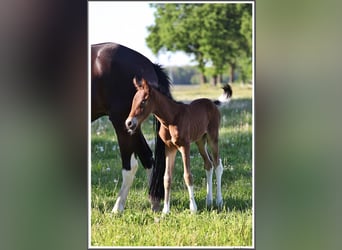 Mangalarga Marchador, Mare, 1 year, 14,3 hh, Pinto