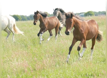 Mangalarga Marchador, Mare, 1 year, 14,3 hh, Pinto