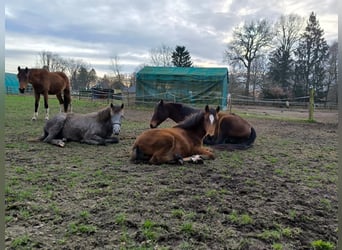 Mangalarga Marchador, Mare, 1 year, 15 hh, Grey-Red-Tan