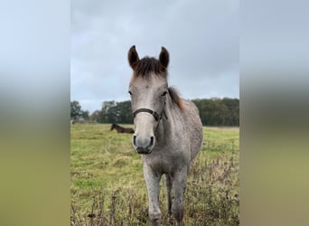 Mangalarga Marchador, Mare, 1 year, 15 hh, Grey-Red-Tan