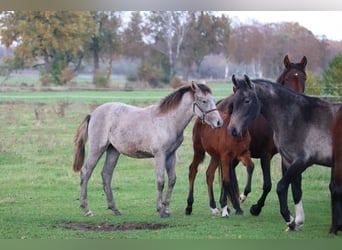 Mangalarga Marchador, Mare, 1 year, 15 hh, Grey-Red-Tan