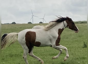 Mangalarga Marchador, Mare, 2 years, 14.3 hh, Pinto