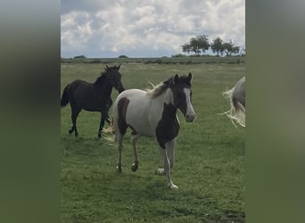 Mangalarga Marchador, Mare, 2 years, 14,3 hh, Pinto