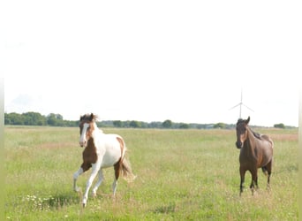 Mangalarga Marchador, Mare, 2 years, 14,3 hh, Pinto