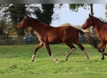 Mangalarga Marchador, Mare, 2 years, 14,3 hh, Pinto