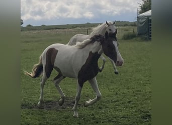 Mangalarga Marchador, Mare, 2 years, 14,3 hh, Pinto