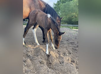 Mangalarga Marchador, Mare, 2 years, 15,1 hh, Brown