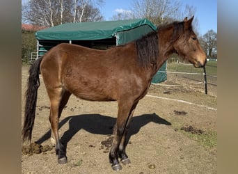 Mangalarga Marchador, Mare, 2 years, 15.1 hh, Brown