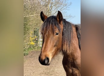 Mangalarga Marchador, Mare, 2 years, 15.1 hh, Brown