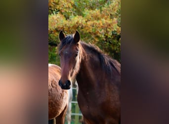 Mangalarga Marchador, Mare, 2 years, 15 hh, Brown