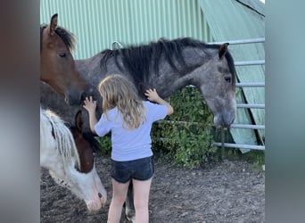 Mangalarga Marchador, Mare, 2 years, 15 hh, Gray-Blue-Tan