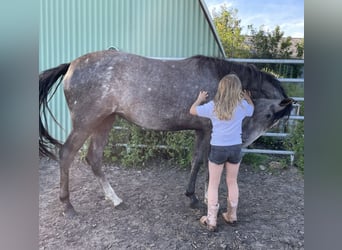 Mangalarga Marchador, Mare, 3 years, 14,3 hh, Gray-Dapple