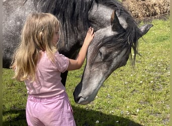 Mangalarga Marchador, Mare, 3 years, 14,3 hh, Gray-Dapple