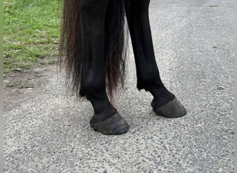 Mangalarga Marchador, Mare, 3 years, 15 hh, Brown