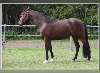 Mangalarga Marchador, Mare, 3 years, 15 hh, Brown