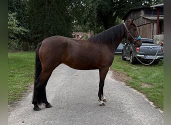 Mangalarga Marchador, Mare, 3 years, 15 hh, Brown