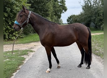 Mangalarga Marchador, Mare, 3 years, 15 hh, Brown