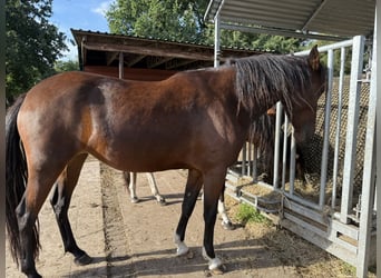 Mangalarga Marchador, Mare, 3 years, 15 hh, Brown