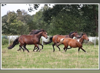 Mangalarga Marchador, Mare, 3 years, 15 hh, Brown