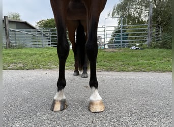 Mangalarga Marchador, Mare, 3 years, 15 hh, Brown