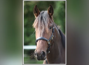 Mangalarga Marchador, Mare, 3 years, 15 hh, Brown