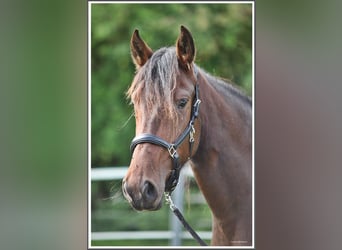 Mangalarga Marchador, Mare, 3 years, 15 hh, Brown